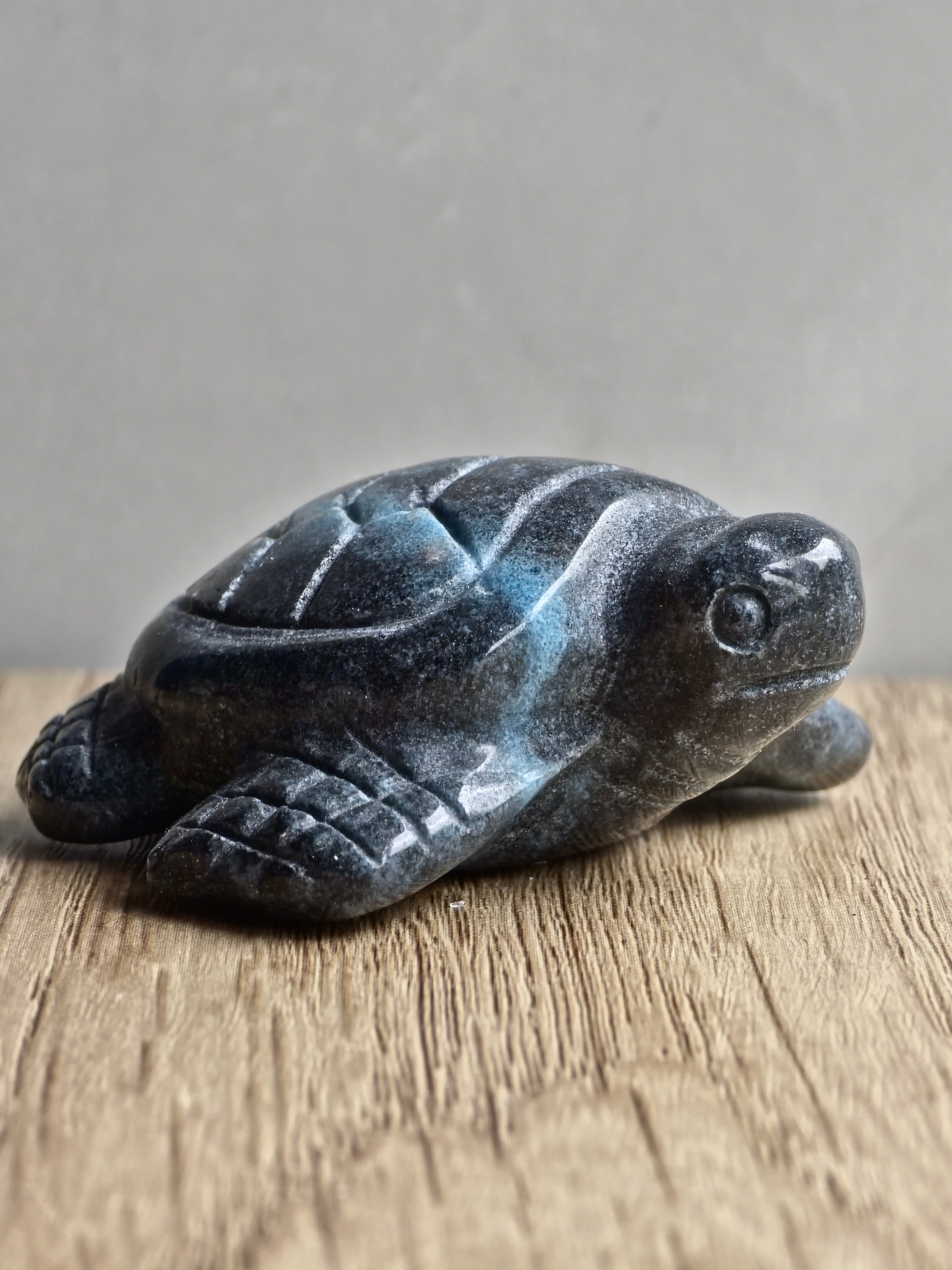 Blue Trolleite Turtle