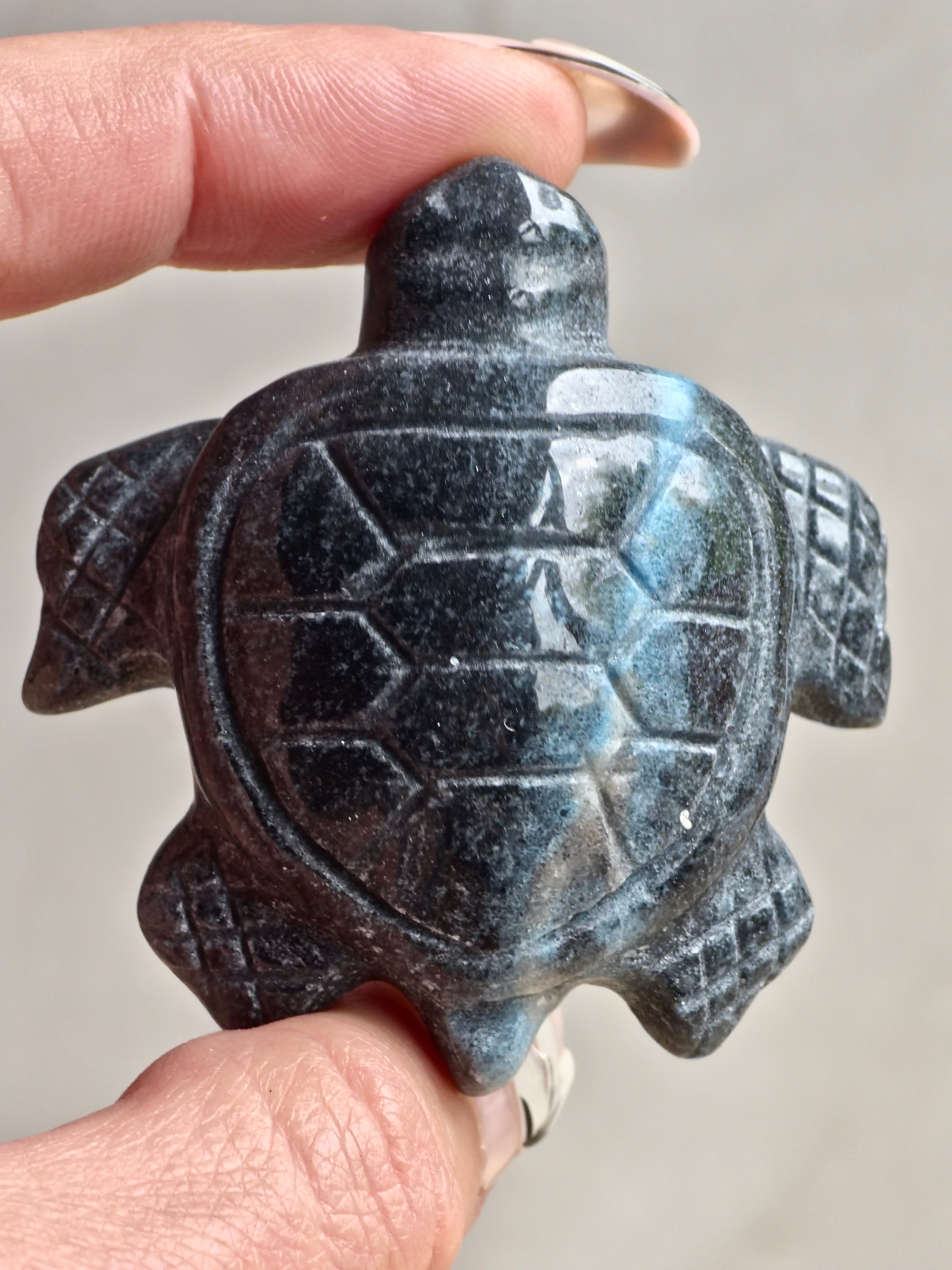 Blue Trolleite Turtle