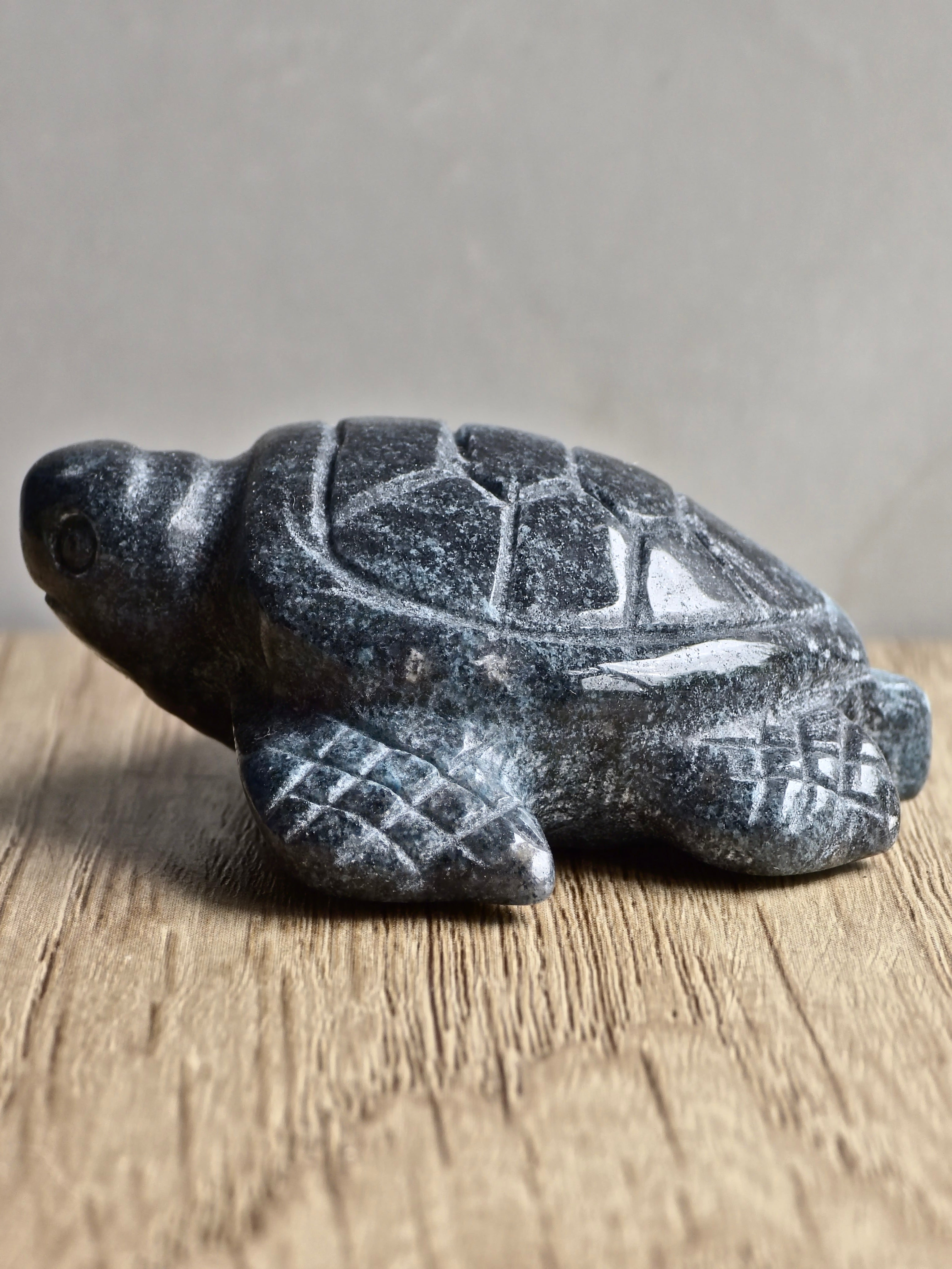 Blue Trolleite Turtle