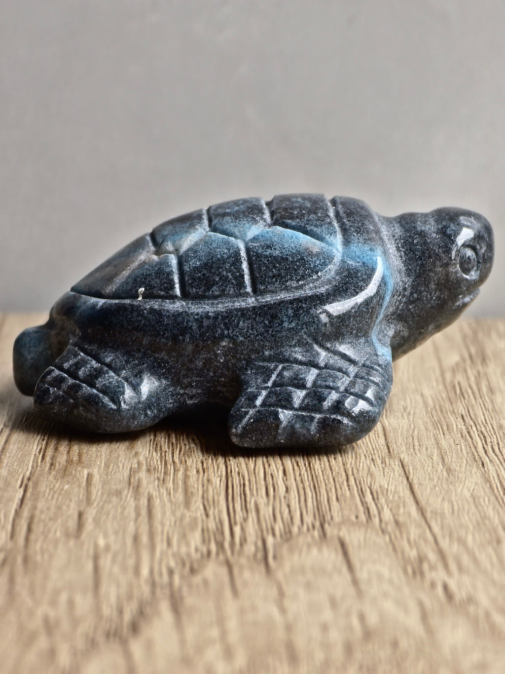 Blue Trolleite Turtle