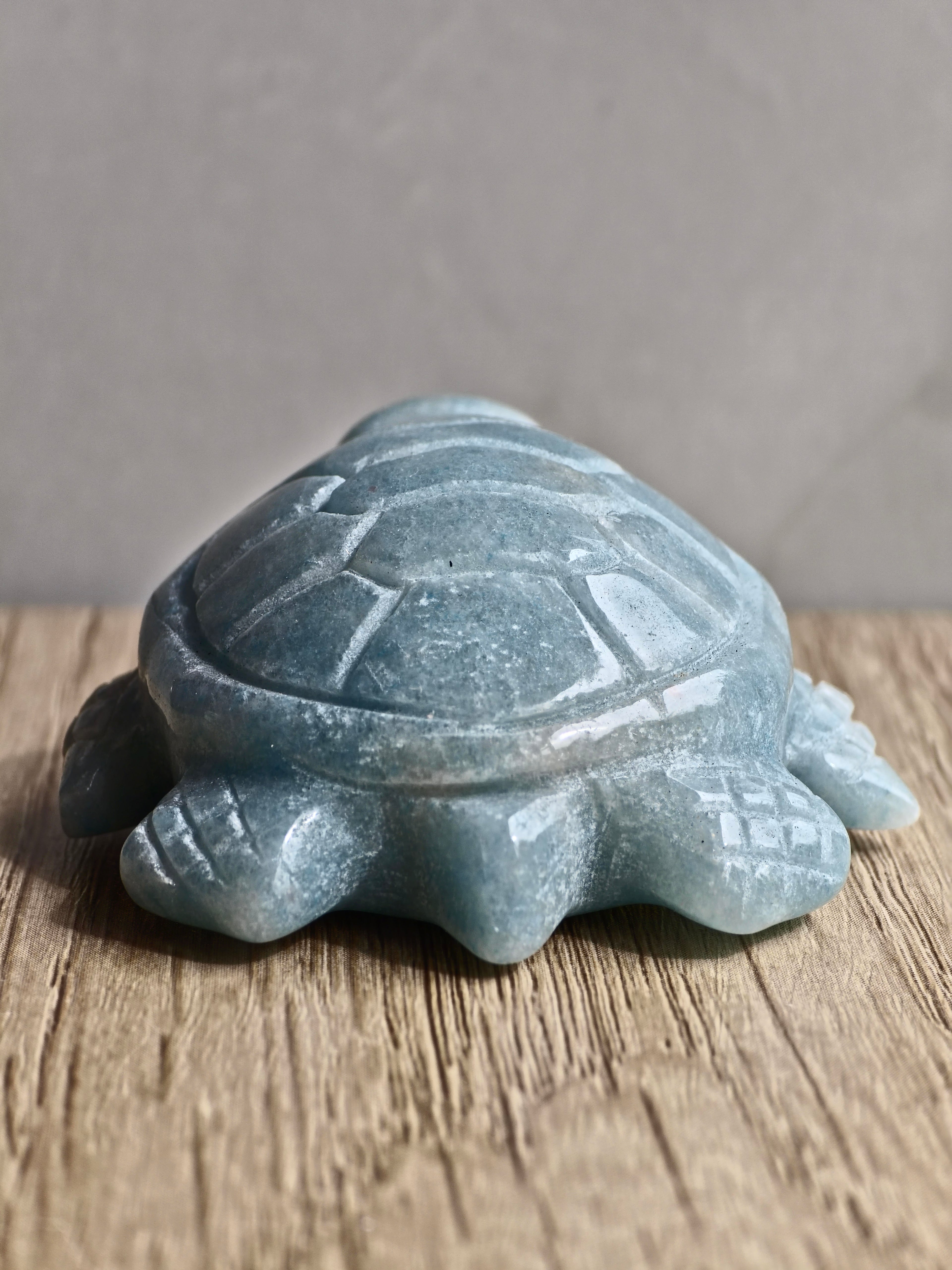 Blue Trolleite Turtle