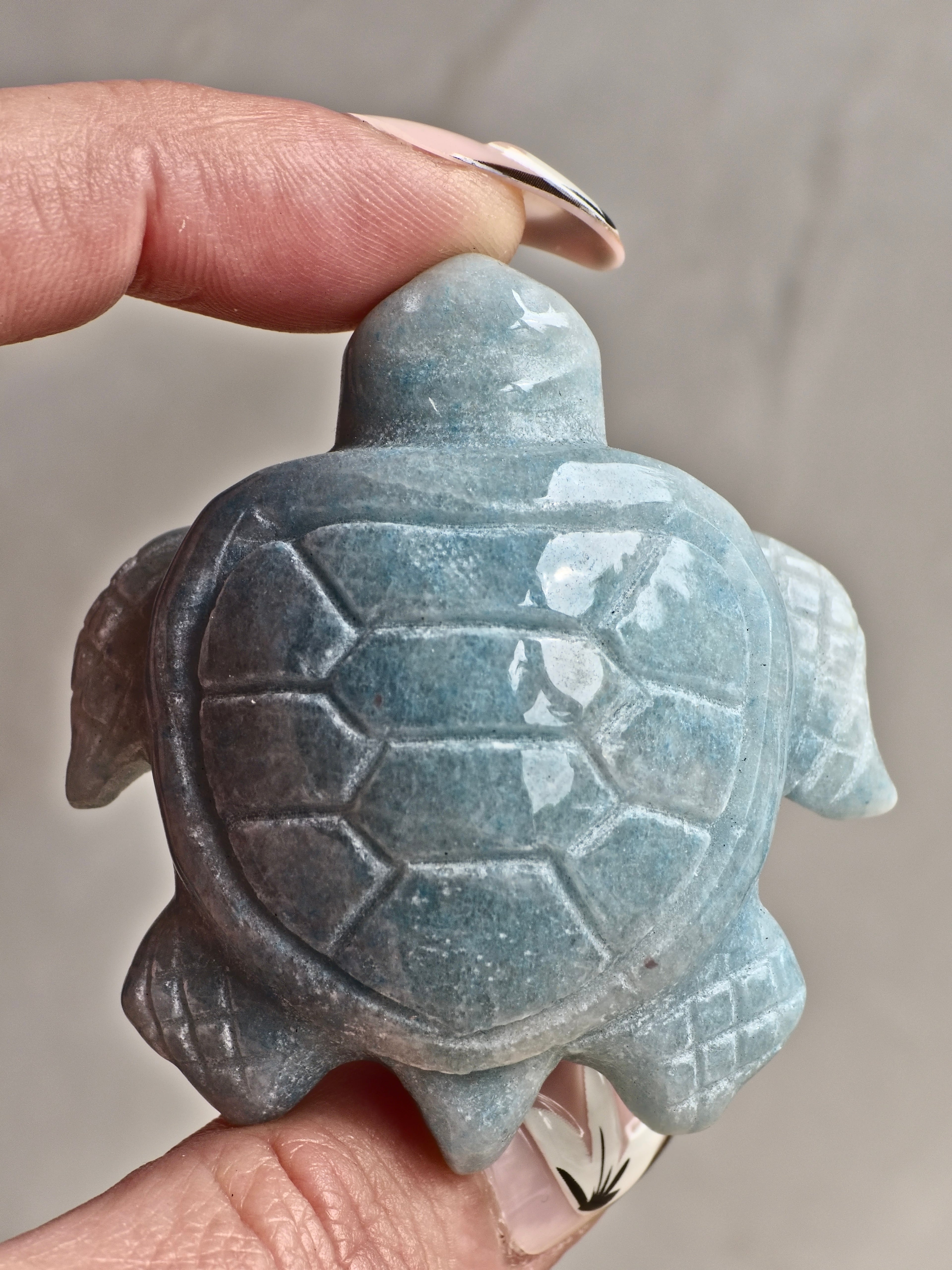 Blue Trolleite Turtle