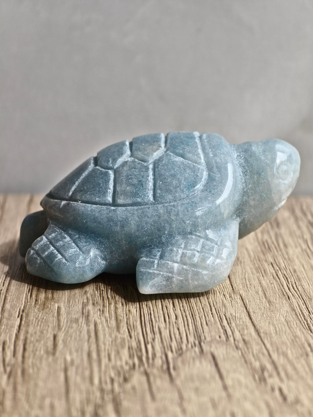 Blue Trolleite Turtle